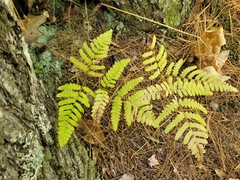 Gymnocarpium dryopteris