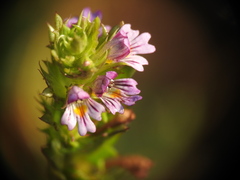 Euphrasia pectinata