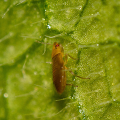 Anthocoridae