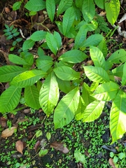 Coccoloba venosa