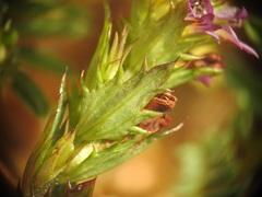Euphrasia pectinata