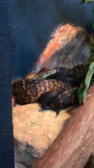 Chilabothrus subflavus