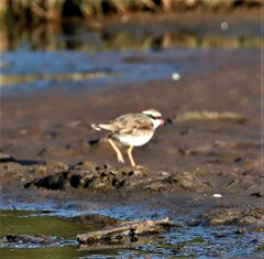 Elseyornis melanops