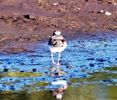 Elseyornis melanops