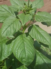 Amaranthus palmeri