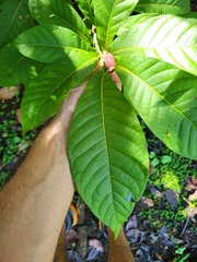 Coccoloba venosa