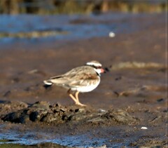 Elseyornis melanops