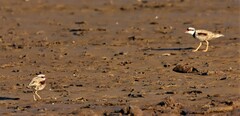 Elseyornis melanops