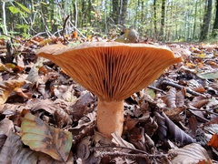 Lactarius