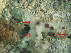 Bispira melanostigma