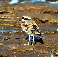 Elseyornis melanops