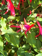 Apis mellifera