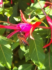 Apis mellifera