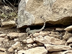 Sceloporus poinsettii
