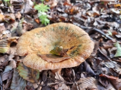 Lactarius