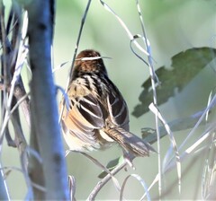 Cincloramphus timoriensis