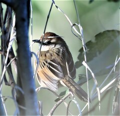 Cincloramphus timoriensis