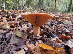 Lactarius
