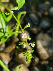 Veronica anagallis-aquatica