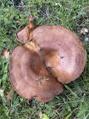 Paxillus