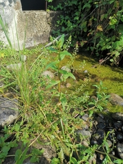 Veronica anagallis-aquatica