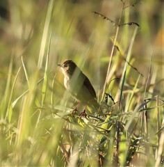 Cisticola exilis