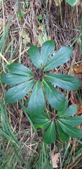 Helleborus niger