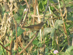 Acrocephalus dumetorum