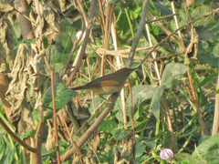 Acrocephalus dumetorum