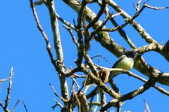 Camptostoma obsoletum