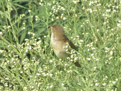 Acrocephalus dumetorum