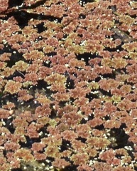 Azolla filiculoides