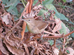 Acrocephalus dumetorum