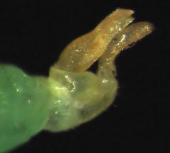 Eucalyptolyma maideni