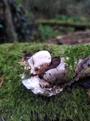 Byssomerulius corium