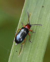 Oulema melanopus