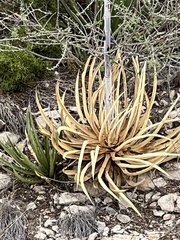 Agave lechuguilla