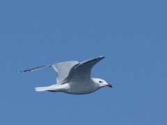 Ichthyaetus audouinii