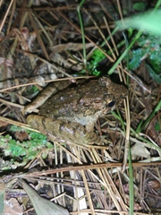 Limnonectes microdiscus