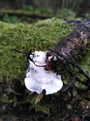 Byssomerulius corium