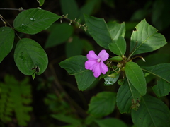 Impatiens pulcherrima