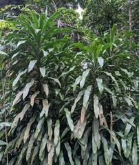 Dracaena fragrans
