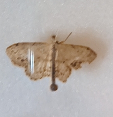 Idaea dimidiata