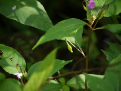 Impatiens pulcherrima