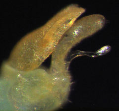 Eucalyptolyma maideni