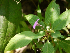 Impatiens pulcherrima