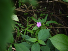 Impatiens pulcherrima