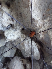 Leiobunum limbatum