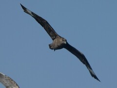 Stercorarius skua