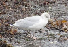 Larus argentatus